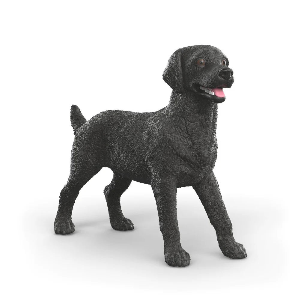 Black Labrador