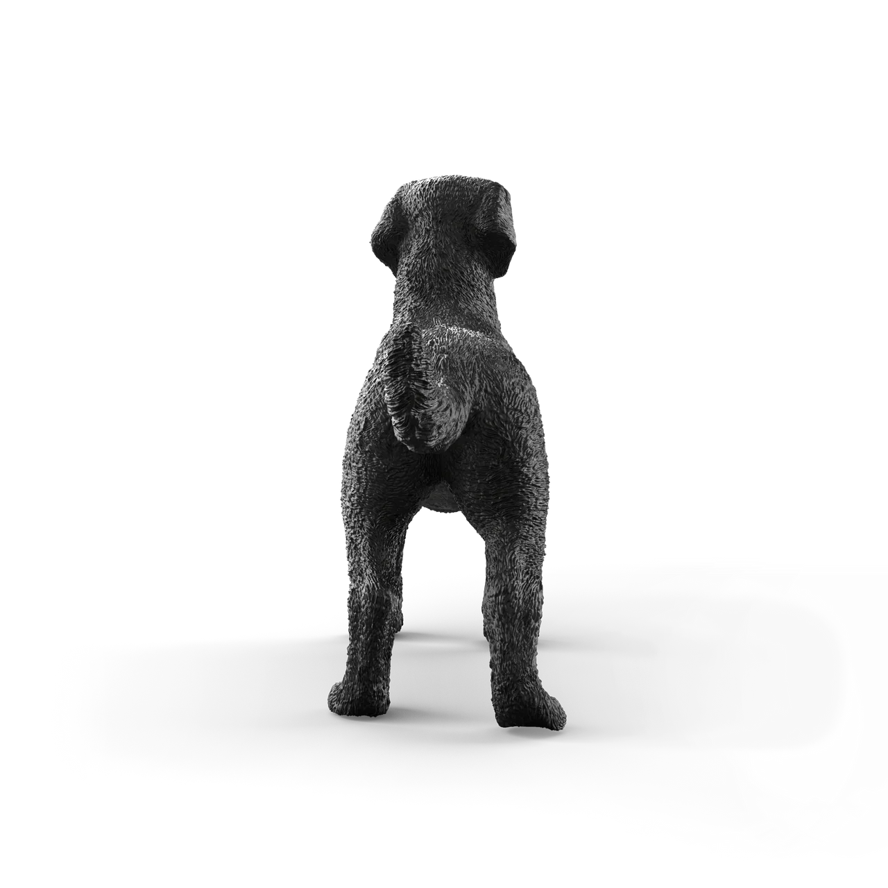 Black Labrador