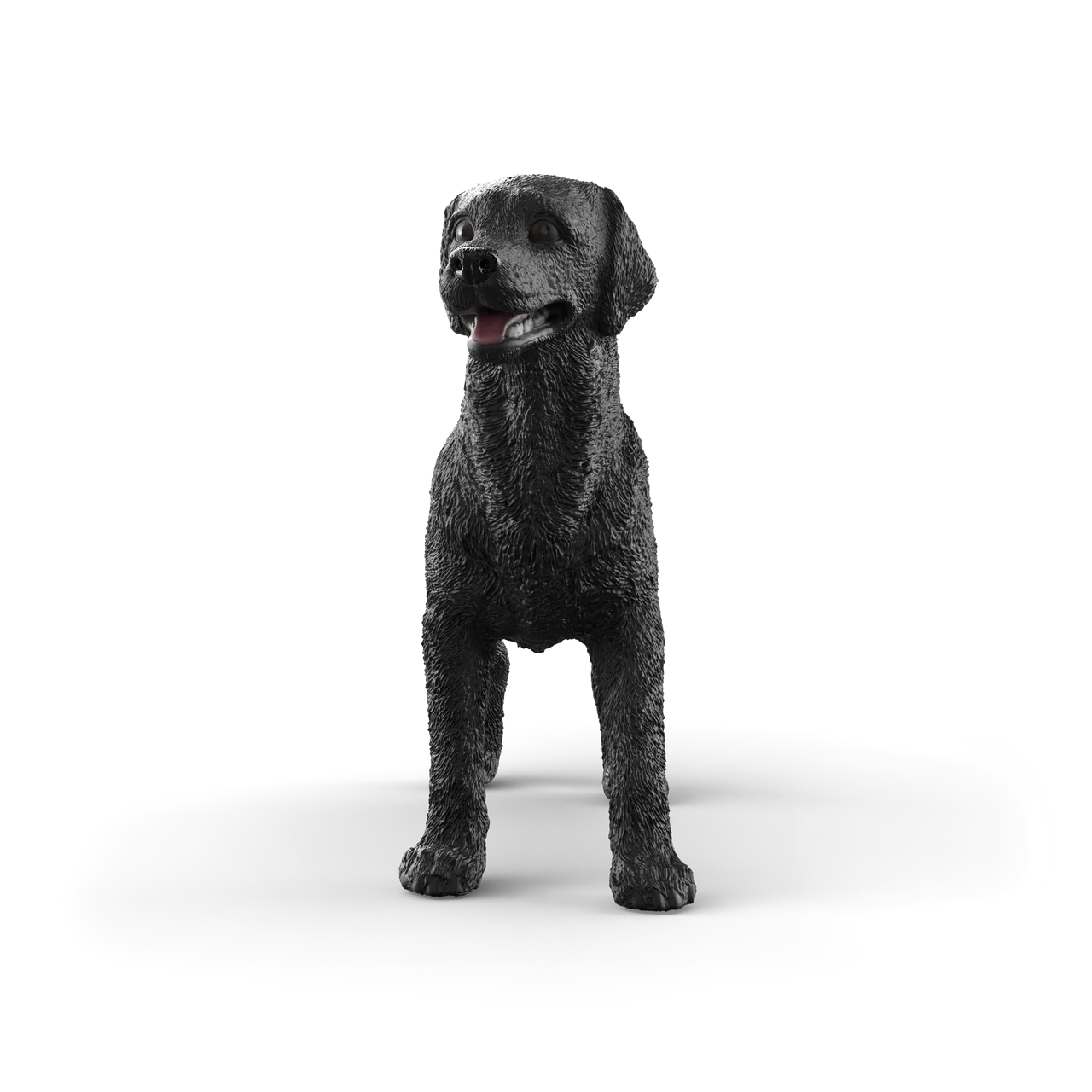 Black Labrador