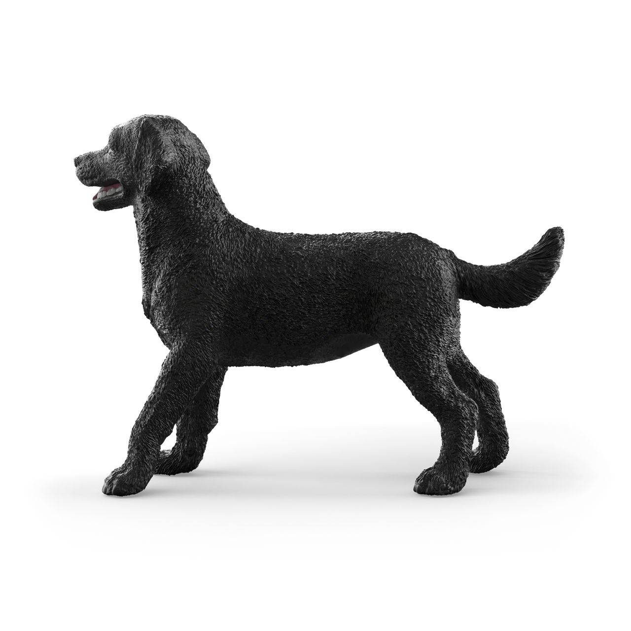 Black Labrador