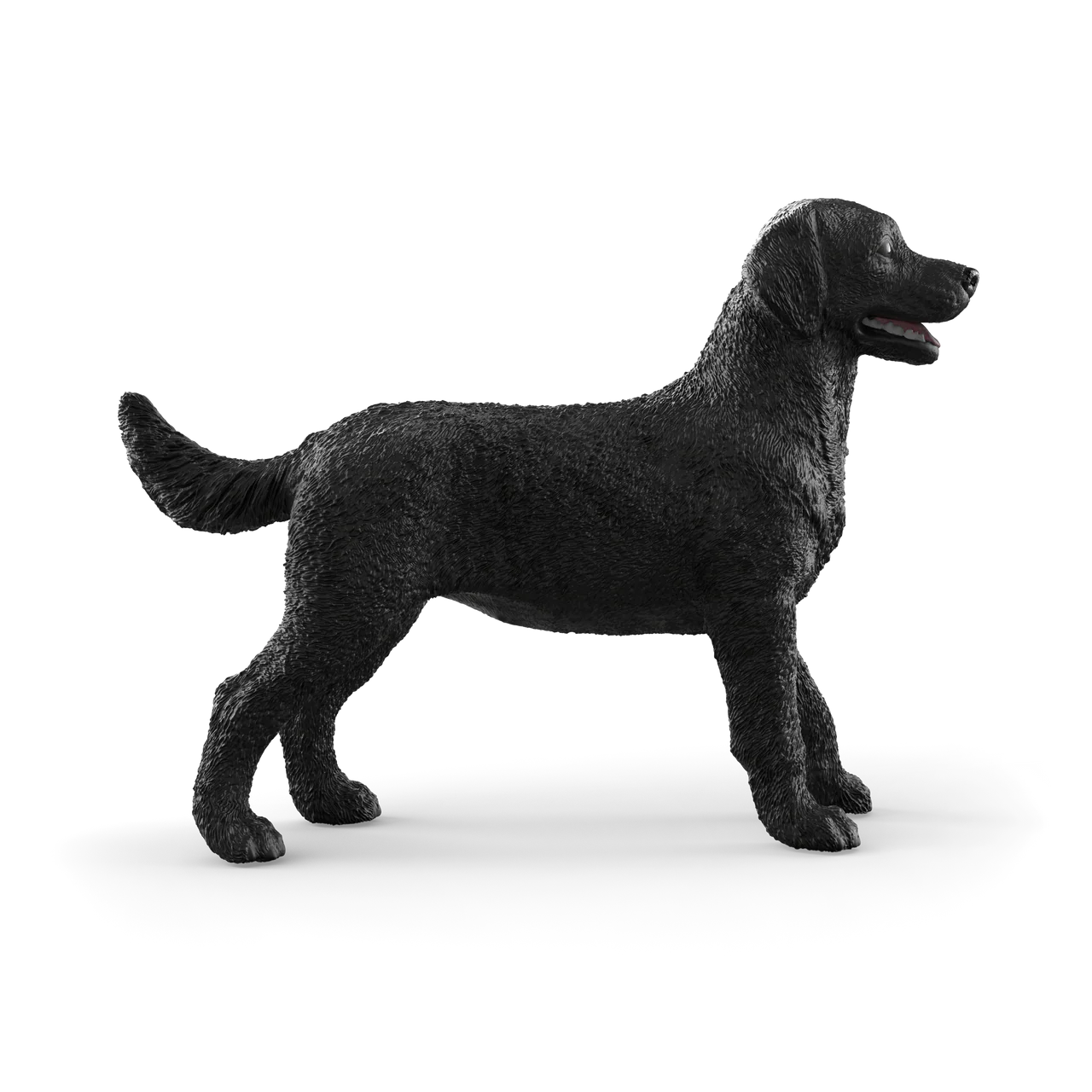 Black Labrador