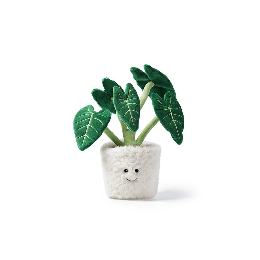 Alocasia Odora Bonsai Tree