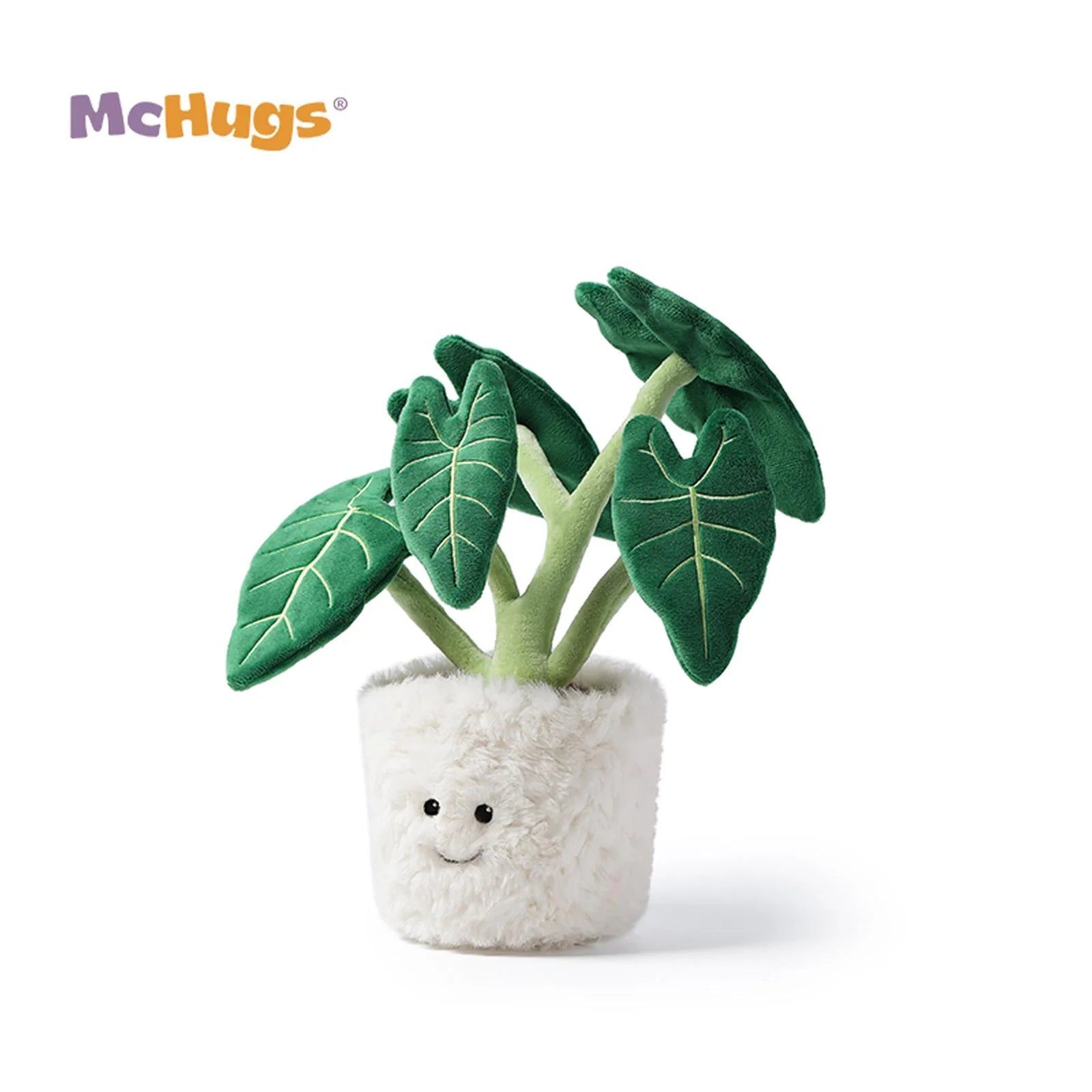 Alocasia Odora Bonsai Tree