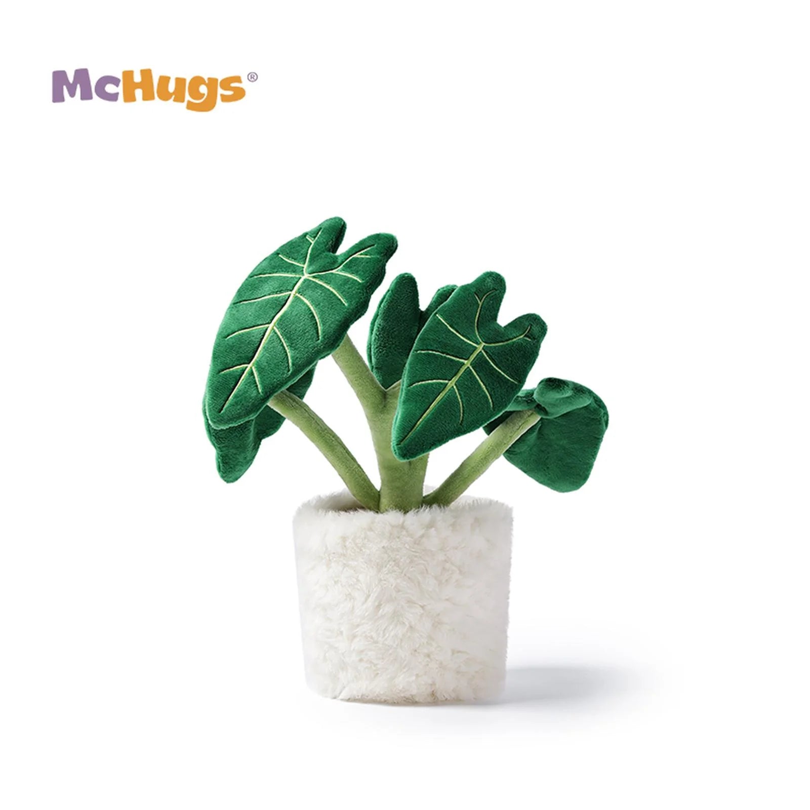 Alocasia Odora Bonsai Tree