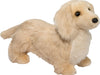 Haisley Golden Dachshund
