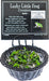 Lucky Little Frog Charm (assorted)