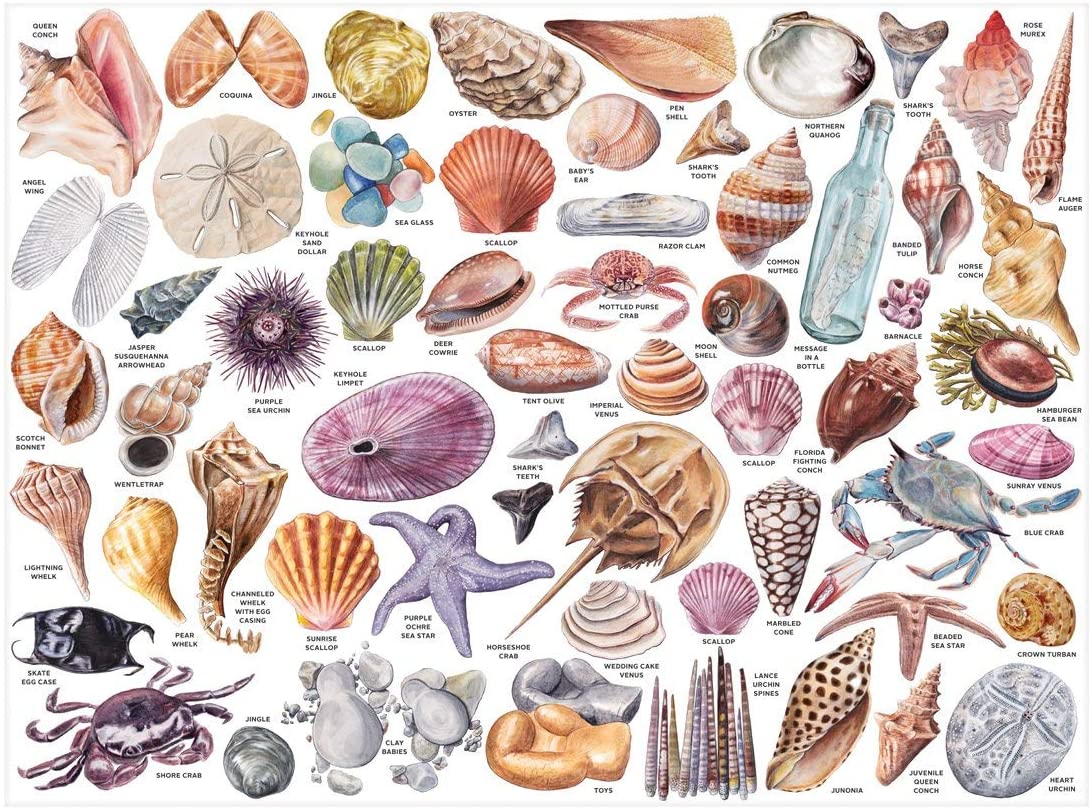 The Beachcomber's Companion 1000 Piece Puzzle With Shaped Pieces