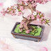 Modern Wooden Puzzle: Sakura Bonsai (Prepacked PDQ)