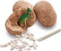 Dig It Up!: Dinosaur Eggs