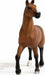 Oldenburger Mare