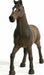 Oldenburger Stallion