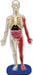 Smart Lab Squishy Human Body