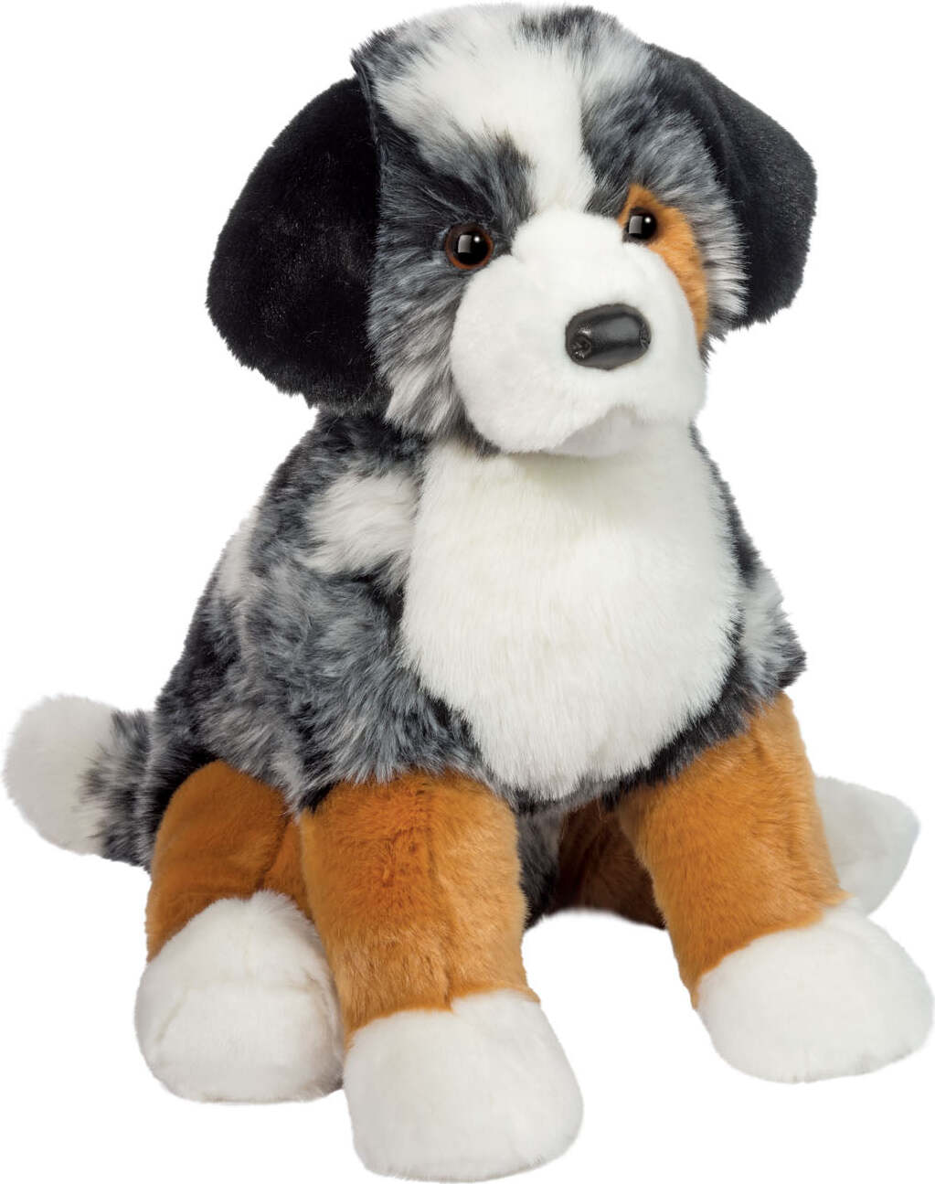 Aspen Australian Shepherd