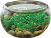 Mini WaterPlants - Create A Miniature Aquascape