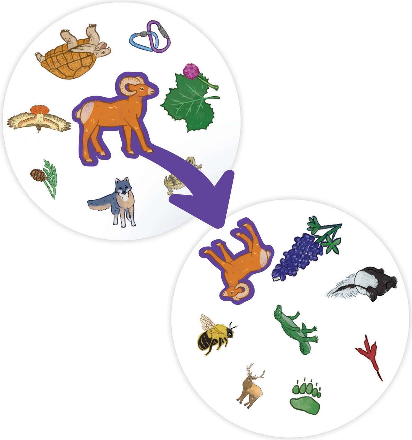 National Parks Spot It! Game