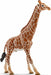 Giraffe, Male